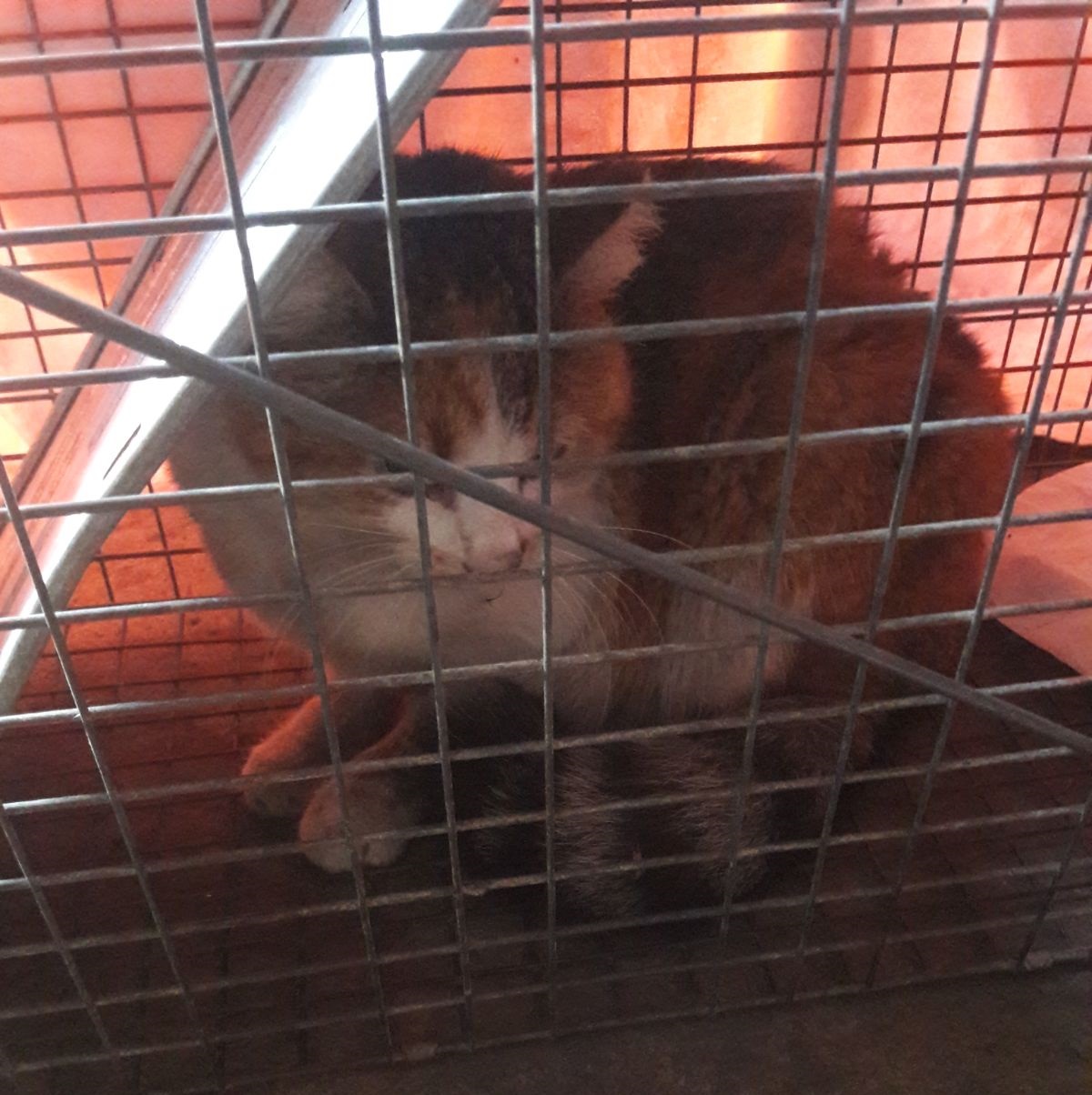 Gattina smarrita in un’azienda abbandonata: salvata FOTO