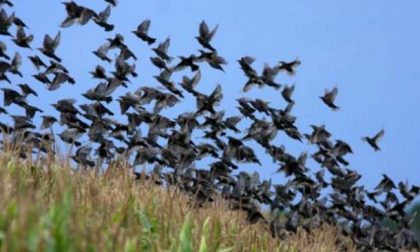“Gli uccelli danneggiano le vigne” e l’assessore regionale rilancia la caccia in Lombardia