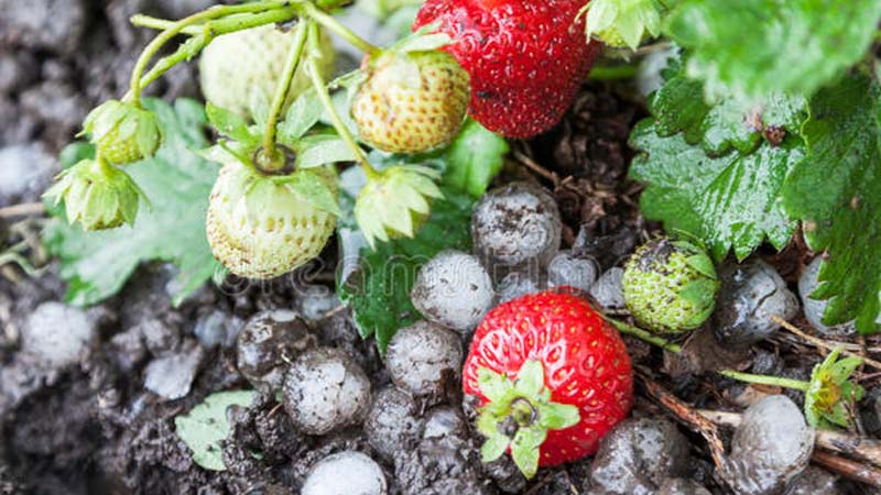 Grandine nel Milanese: in Martesana flagellati ortaggi e fragole