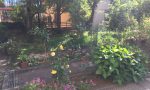 Una 80enne di Cernusco ha creato un giardino nel parchetto degradato