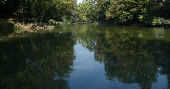 Troppi ormoni nel Lambro e i pesci cambiano sesso
