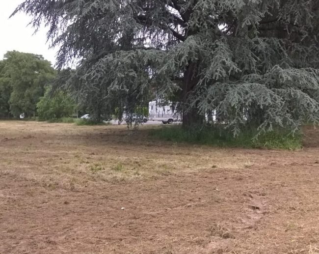 Alberi valutati da un agronomo per evitare cadute improvvise