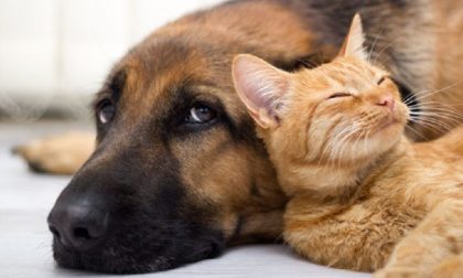 Boom di animali domestici, l’agenzia immobiliare crea il certificato pet friendly