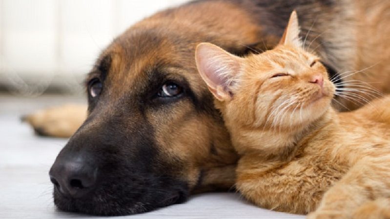 Boom di animali domestici, l’agenzia immobiliare crea il certificato pet friendly