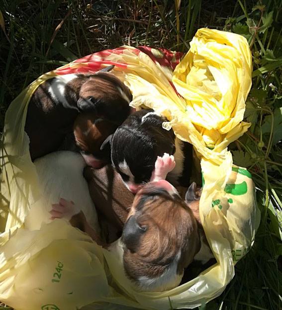 Cuccioli abbandonati in un sacchetto salvati da una bambina FOTO