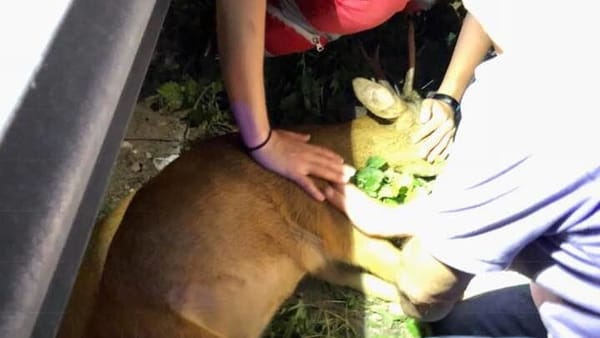 Cani, gattini, caprioli e… gabbiani: Enpa in un anno ha soccorso 2700 animali