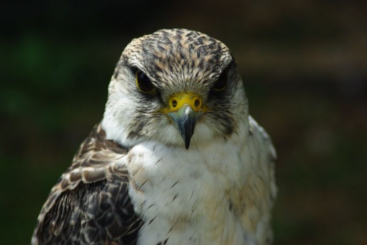 Falco pellegrino e lodolaio soccorsi da Enpa