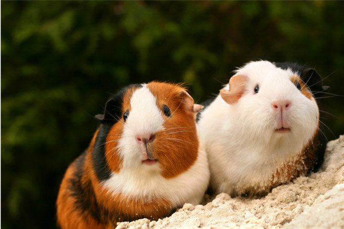 Vive con 120 animali, interviene l’Ats