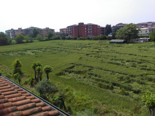 Alieni nella Bassa? Spuntano i “cerchi nel grano” sulla Soncinese FOTO