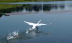 Il cigno con le ali tarpate torna a volare FOTO