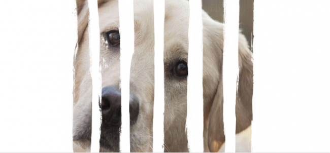 ENPA scende in campo contro l’abbandono degli animali