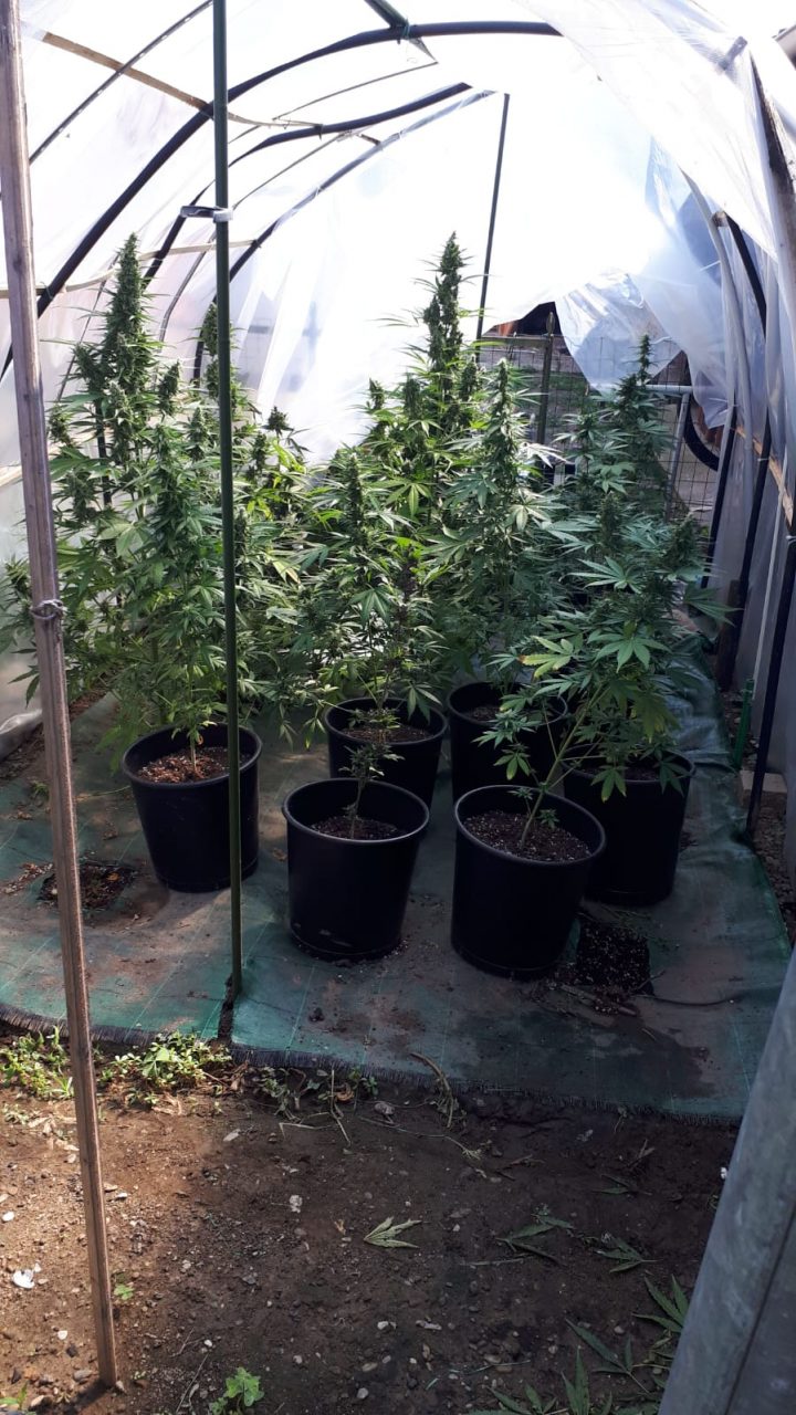 Serra di marijuana in casa, arrestato trentenne