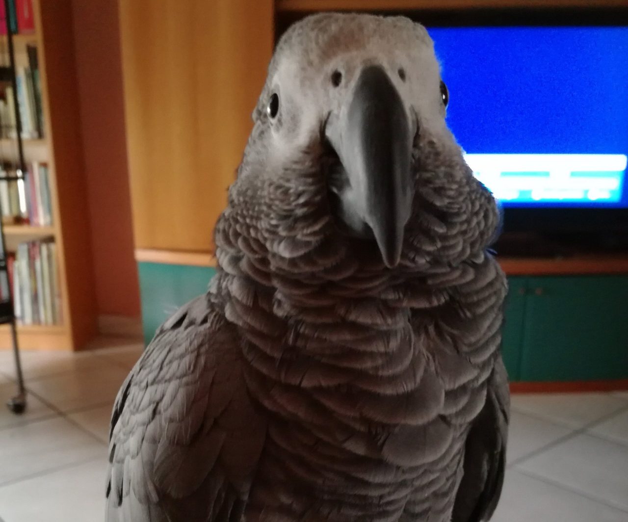 Pappagallo sparito a Pioltello. Qualcuno lo ha visto?