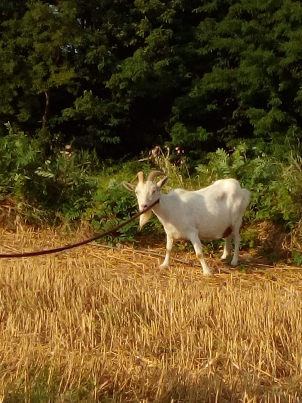 Capra in fuga catturata tra le vie del paese