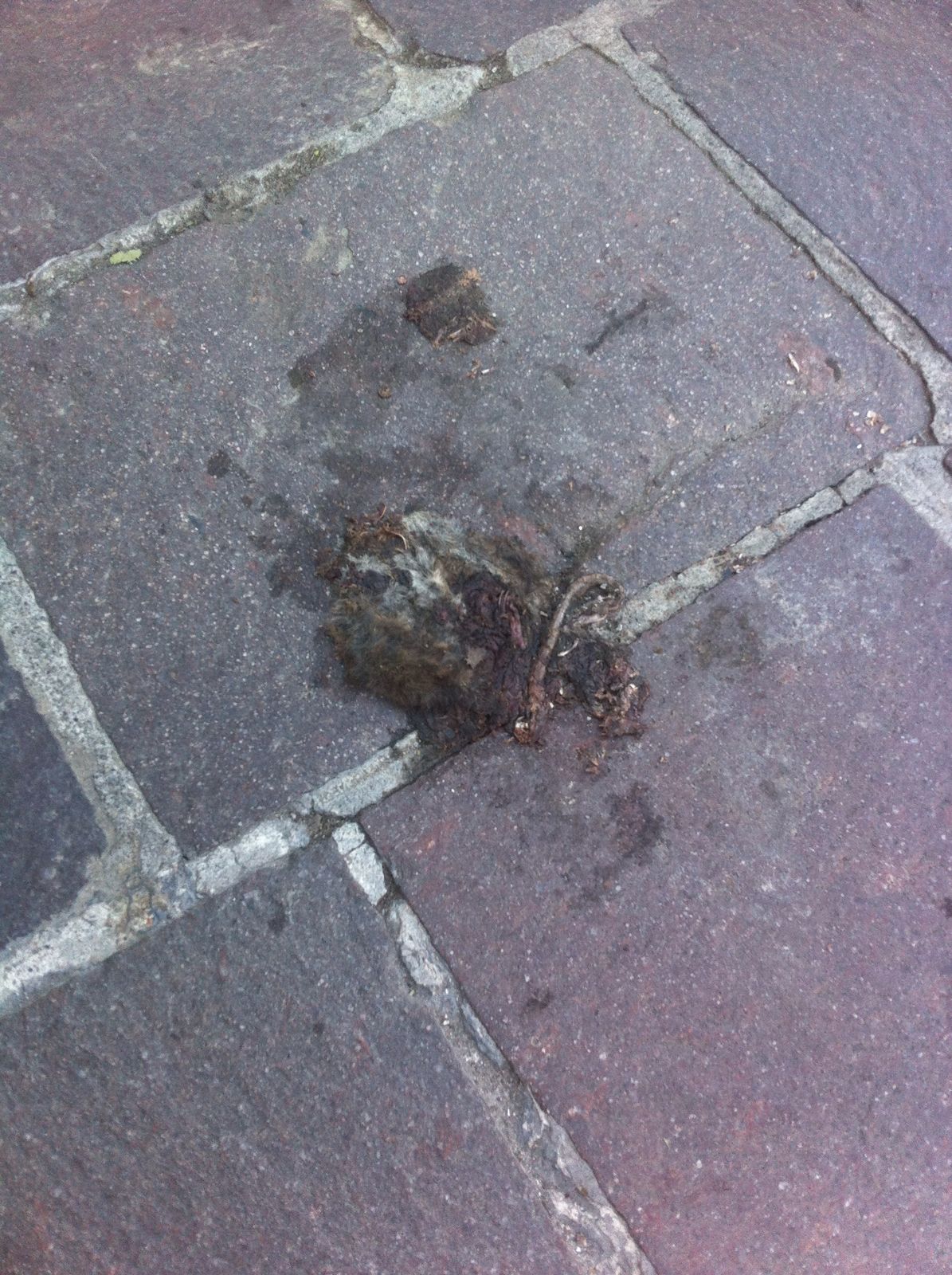 topo morto centro cernusco