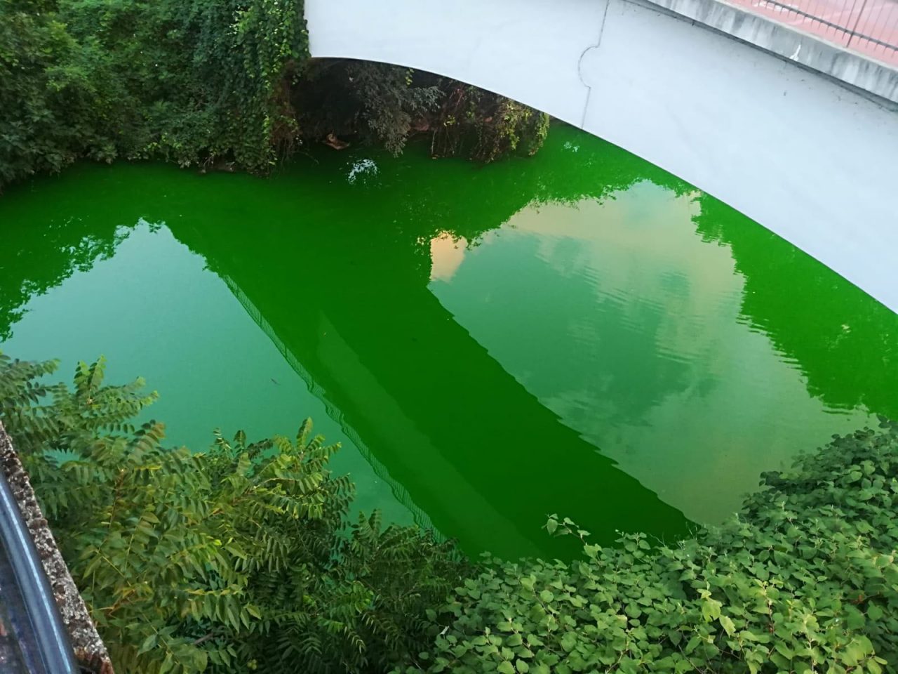 Lambro verde, individuato il colpevole