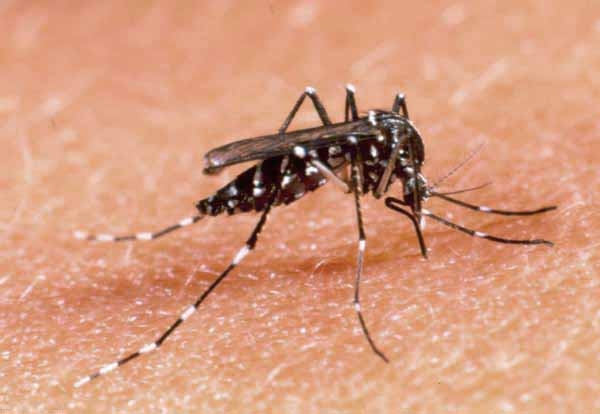 Febbre Dengue a Brugherio, via alla disinfestazione