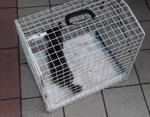 Gattino incastrato nel motore liberato dopo cinque ore