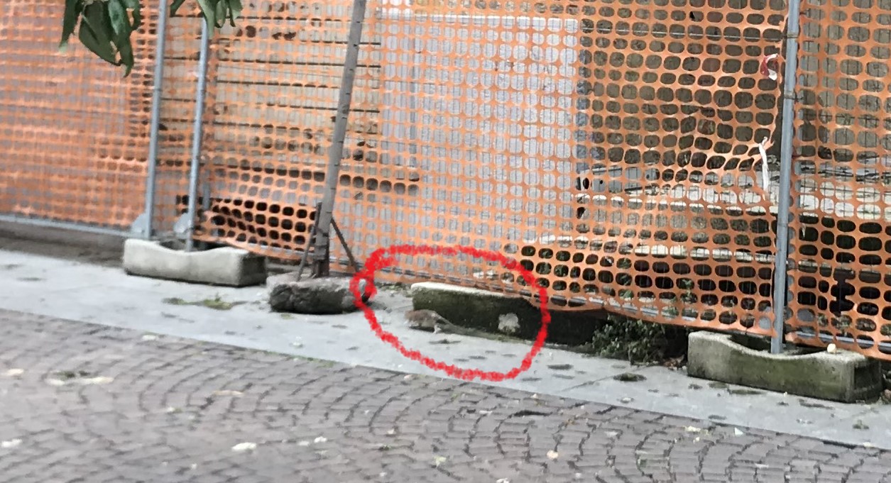 Topi nel centro storico protesta dei commercianti