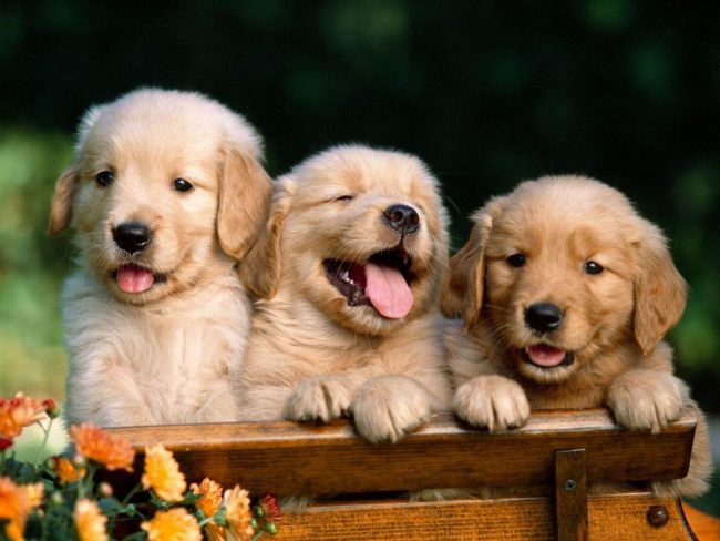 “Preleviamo il Dna dei cani per punire i padroni maleducati”