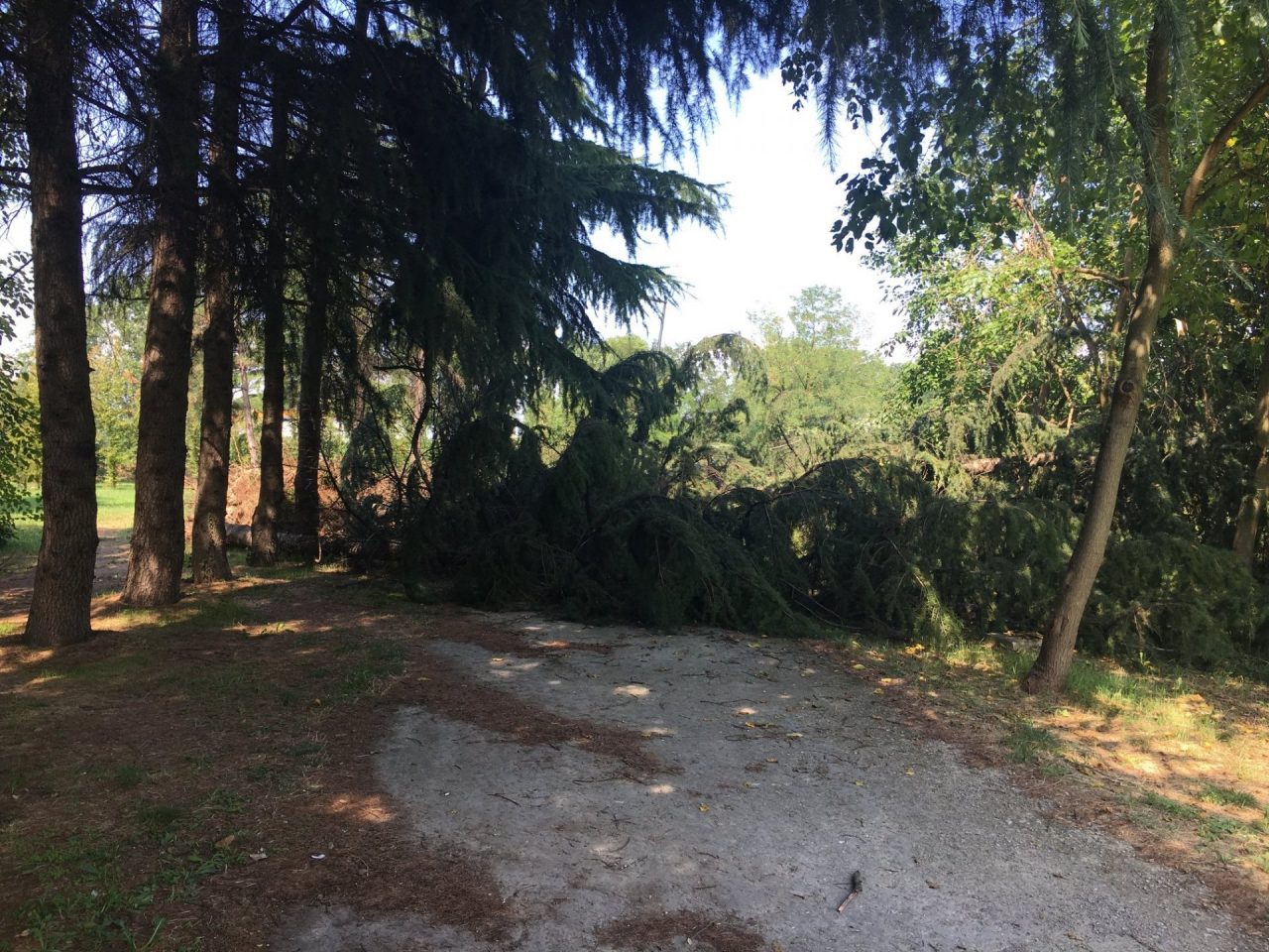 Strage di alberi dopo il nubifragio