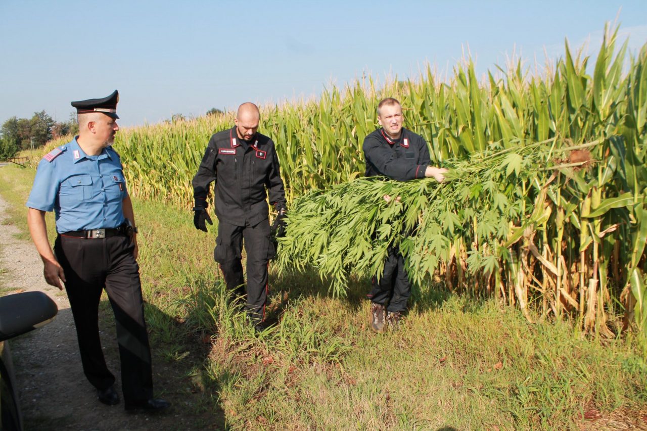 Piantagioni di marijuana nelle campagne tra Melzo e Gorgonzola FOTO E VIDEO