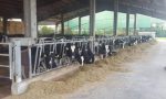Il caldo stressa le mucche, cala la produzione di latte