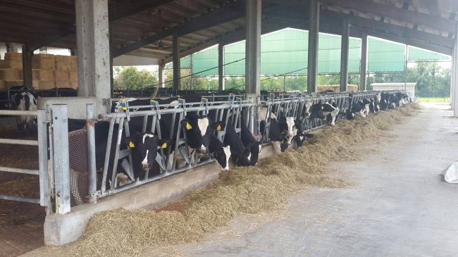 Il caldo stressa le mucche, cala la produzione di latte
