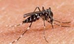Primo caso di virus Dengue: come difendersi dalle zanzare