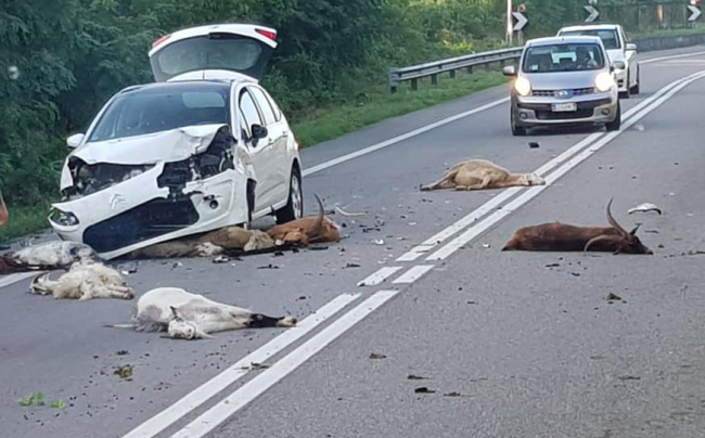 Strage di animali sulla Statale, incredibile incidente a Turbigo