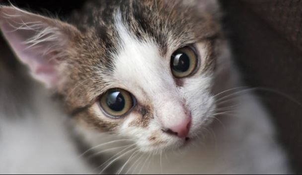 Seviziati e ammazzati: lecchese indagata per uccisione di gatti