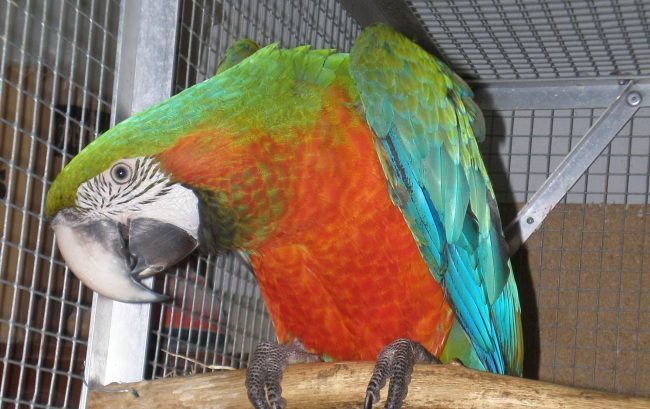 Stalking… animale ““Quel pappagallo parlante mi dà della zoccola”