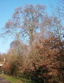 Alberi monumentali, bene da tutelare