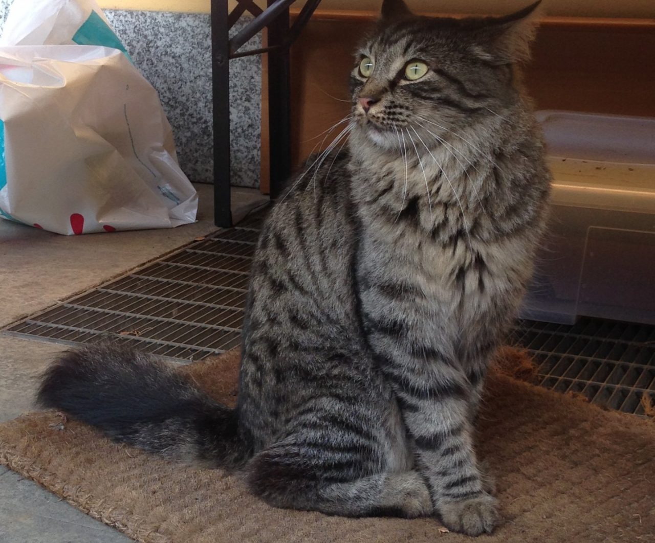 Oggi, 17 febbraio, è la festa del gatto: celebriamo i nostri amici a quattro zampe