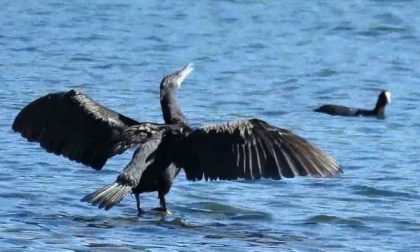 Troppi cormorani, arriva la deroga per gli abbattimenti