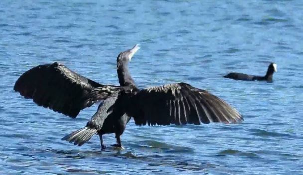 Troppi cormorani, arriva la deroga per gli abbattimenti