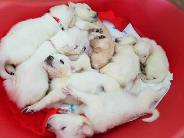 Adottato a Pantigliate uno dei cuccioli di Luce, la cagnetta simbolo degli animalisti