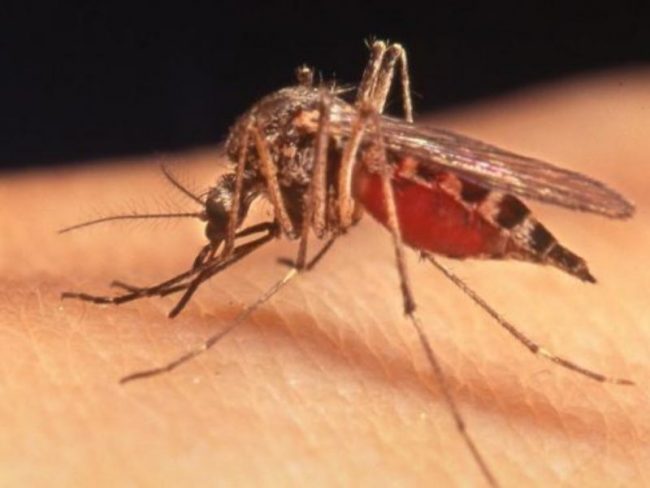 Virus West Nile.  “Aumentano i contagi nella Valle del Po, la Regione intervenga”