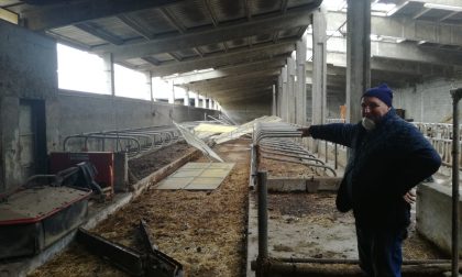 Maltempo nel Cremasco | Coldiretti: "Serre e stalle distrutte, campi allagati" FOTO