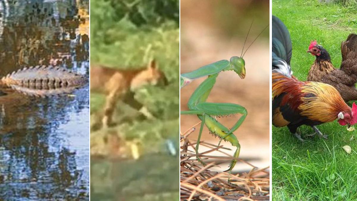 Il coccodrillo varesino, il puma comasco e… altri animali mitologici