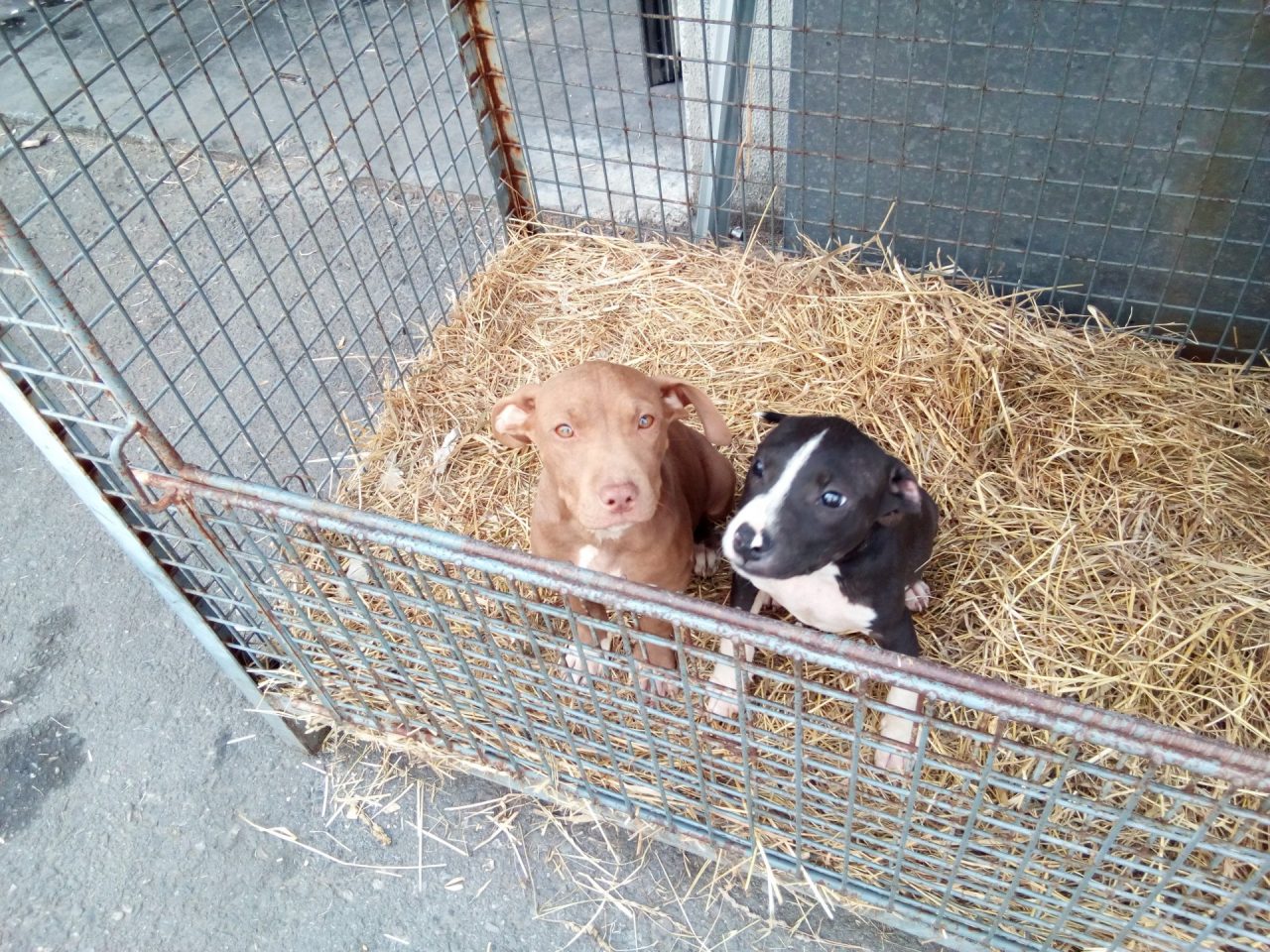 Cuccioli di pitbull salvati dalla Polizia Locale