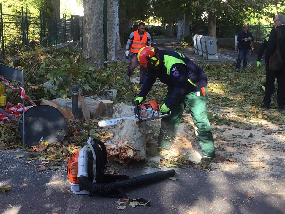 Grosso ramo si spezza e crolla su un’auto in sosta