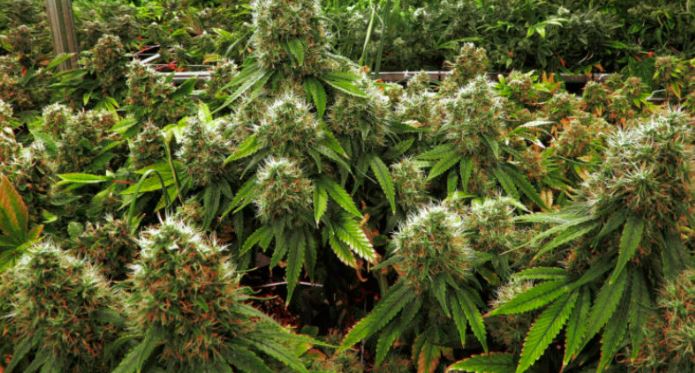 Nel garage di casa aveva 50 chili di marijuana: in manette