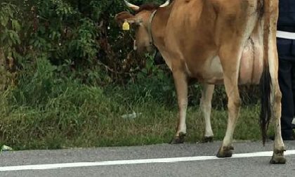 Padana in tilt, mucca a zig zag nel traffico FOTO