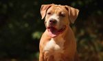 Pitbull libero aggrediva altri cani: tolto ai padroni, sarà rieducato