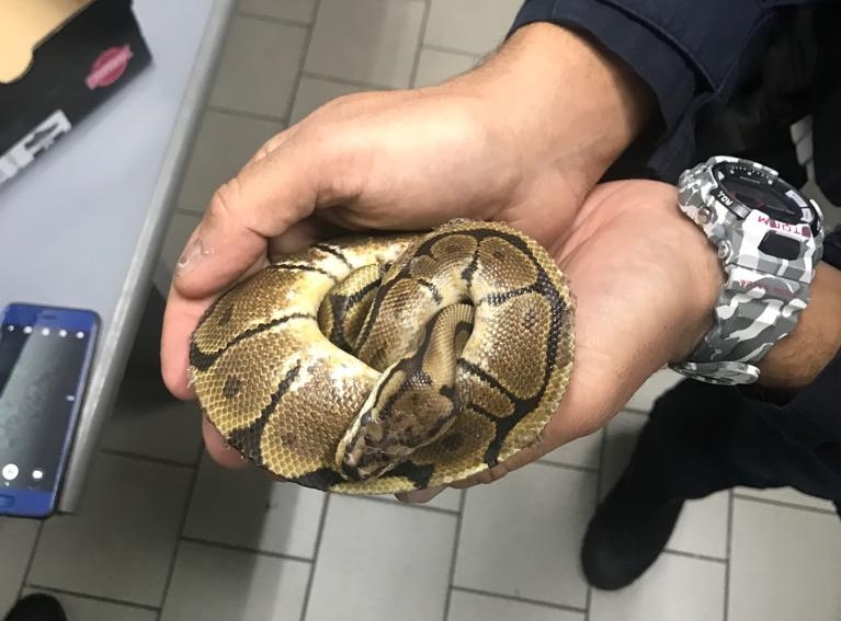 Pitone nel cortile del condominio recuperato dalla Polizia locale
