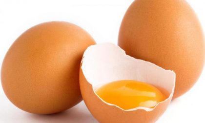 Rischio salmonella nelle uova di gallina Galantuovo