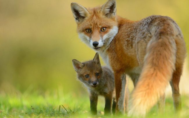 Volpi nella boscaglia: la fototrappola svela una tana e cinque cuccioli che giocano