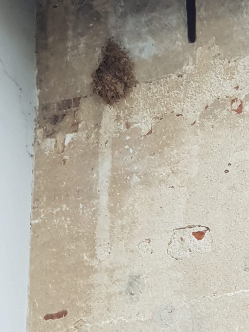 Nido di calabroni a sant'agata di cassina de pecchi intervengono i vigili del fuoco