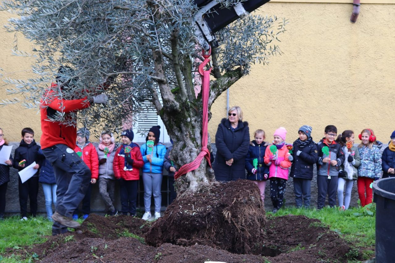 Un nuovo ulivo per i bimbi della primaria di Trezzo foto